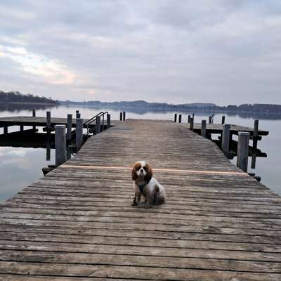 Hundetreffen-Gemeinsamere Wanderungen/Spaziergänge in/um München-Bild