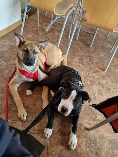 Mischlinge raten - Rätselspaß-Beitrag-Bild