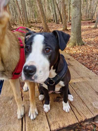 Mischlinge raten - Rätselspaß-Beitrag-Bild