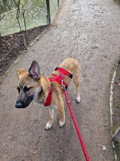 Mischlinge raten - Rätselspaß-Beitrag-Bild