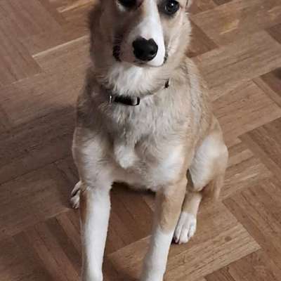 Hundetreffen-Abby sucht andere Hunde zum Toben-Bild