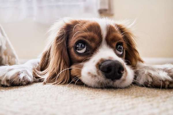 Hundetreffen-Biete liebevolle Hundebetreuung-Bild