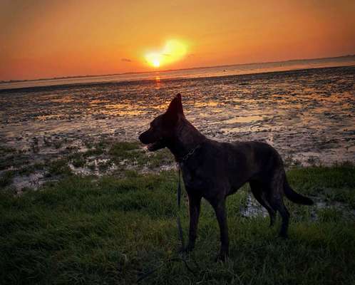 Die Dogorama Kalender Challenge Titelbild-Beitrag-Bild