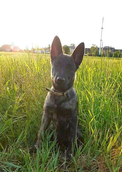 Welpen Bilder !-Beitrag-Bild