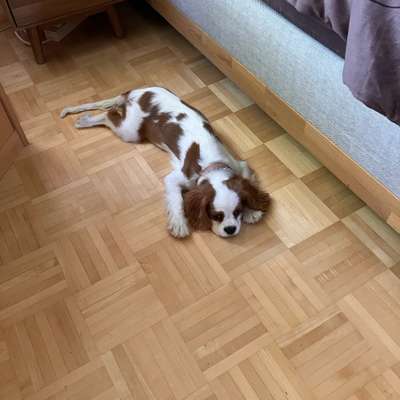 Hundetreffen-Welpen- und Junghundetreff-Bild