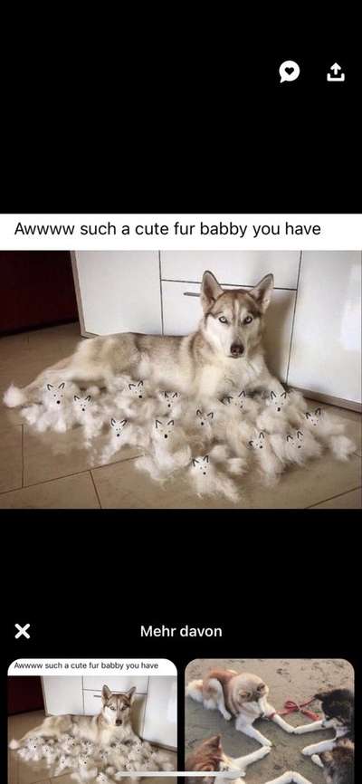 Hunde Memes-Beitrag-Bild