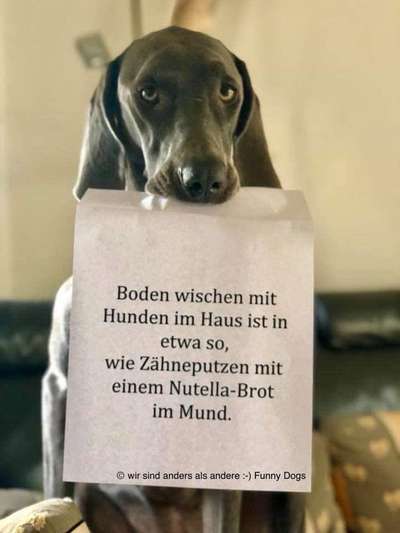Hunde Memes-Beitrag-Bild
