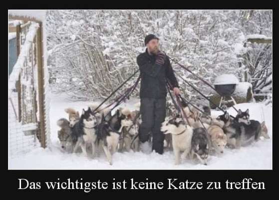 Hunde Memes-Beitrag-Bild