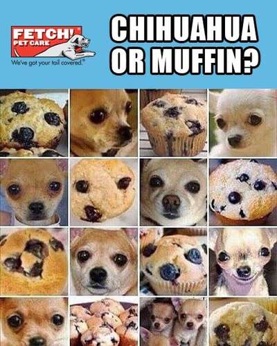 Hunde Memes-Beitrag-Bild