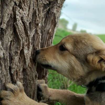 Welpen Bilder !-Beitrag-Bild