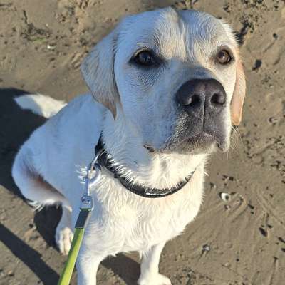 Hundetreffen-Labrador treffen Bornheim-Profilbild