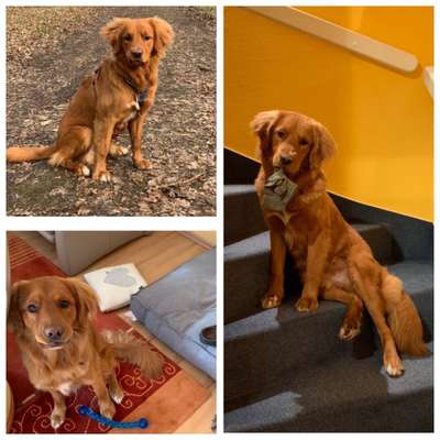 Wer hat auch einen Golden Retriever x Berner Sennenhund?-Beitrag-Bild