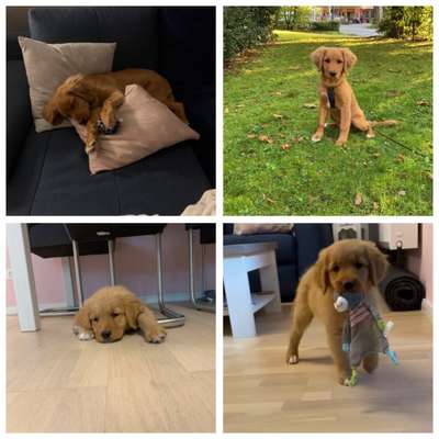 Welpen Bilder !-Beitrag-Bild