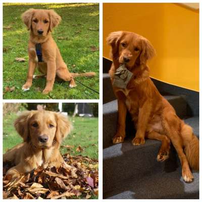 Mischlinge raten - Rätselspaß-Beitrag-Bild