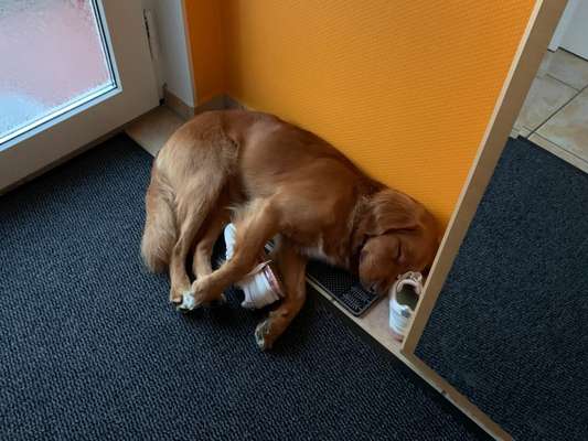 Warum kaufen wir eigentlich teure Hundebetten?-Beitrag-Bild