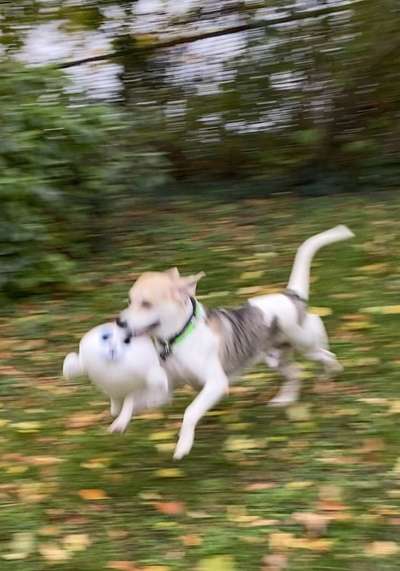 19. Handy - Foto - Challenge-Beitrag-Bild