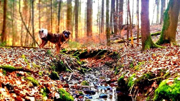 Wald Bild-Beitrag-Bild