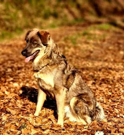 Auslandstierschutz-Beitrag-Bild