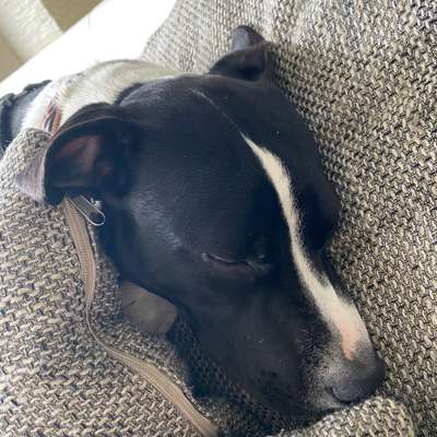 Hundetreffen-Suche H&M Teams um mit meiner Hündin Begegnungen zu üben-Bild