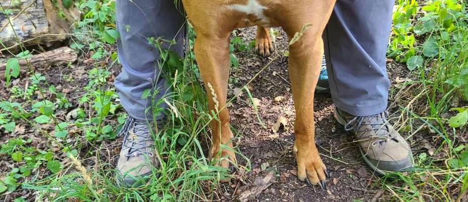 Hundetreffen-Suche Spielpartner-Bild