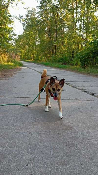 Hundetreffen-Gemeinsame Spaziergänge-Bild