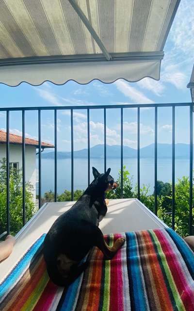 Hund macht Urlaub! 😄-Beitrag-Bild