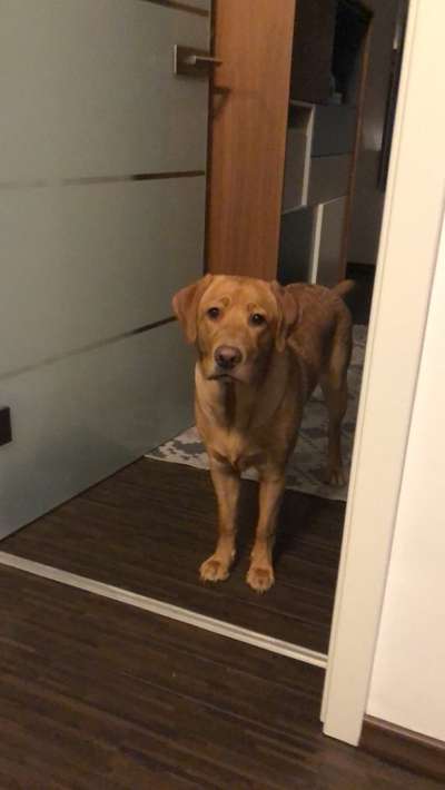 Dogorama Photo Challenge - Hundeblick zum hinschmelzen-Beitrag-Bild