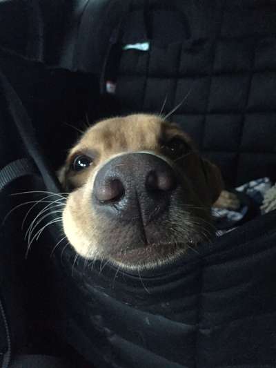 Zeigt mir die tollste Nahaufnahme von eurer Fellnase-Beitrag-Bild