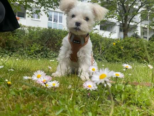 Mischlingshunde Foto Aufruf-Beitrag-Bild