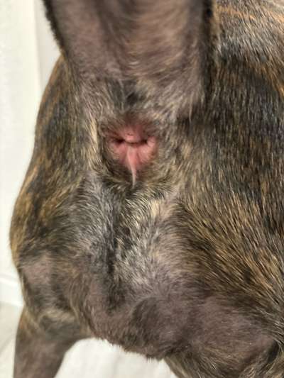 Analdrüse entleert sich nicht-Beitrag-Bild