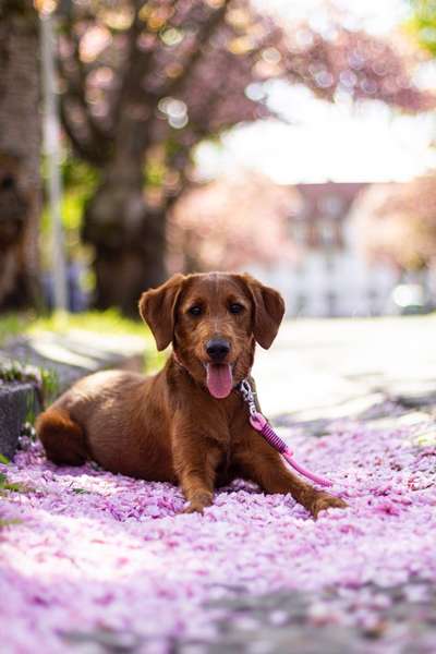 Zeigt mal die schönsten Bilder von euren Hunden !-Beitrag-Bild