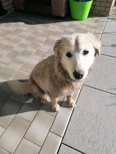 Hunde vom Tierschutzverein 🐕♥️-Beitrag-Bild