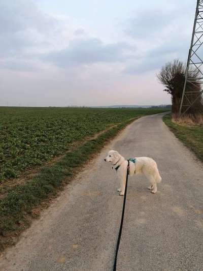 Maremmano-Beitrag-Bild