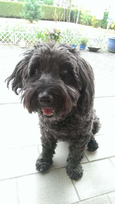 Seltene Rassen!-Beitrag-Bild