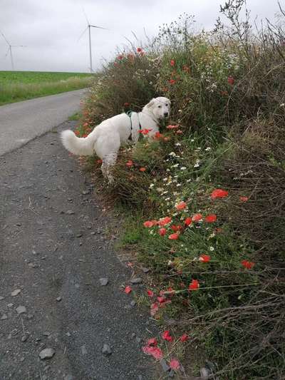 Herdenschutzhunde und Herdi-Mixe-Beitrag-Bild