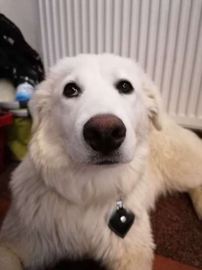 Zeigt her eure Hundenasen-Beitrag-Bild