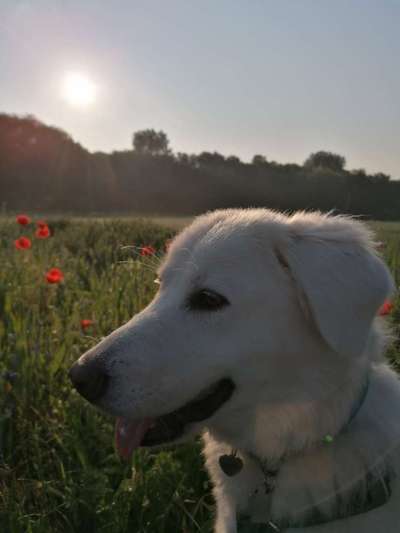 Die Dogorama Kalender Challenge 4/4-Beitrag-Bild