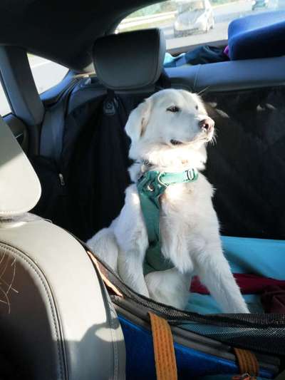 Die Dogorama Wochen Challenge-Beitrag-Bild