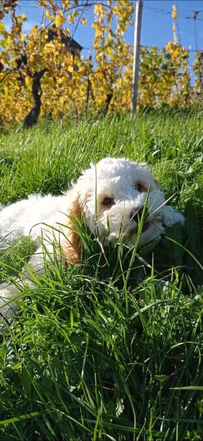 Hundetreffen-Junghunde, kleine Rassen treffen zum spielen und spazieren-Bild