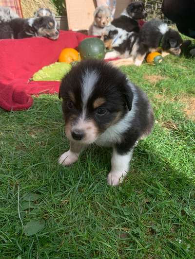 Welpen Bilder !-Beitrag-Bild