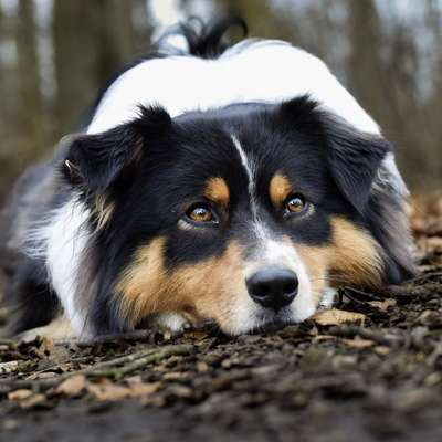 Hundetreffen-Trainings Spaziergang-Bild