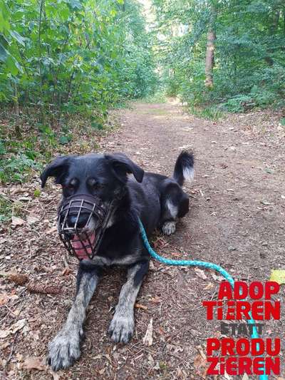 Dogorama Photo Challenge - "Adoptieren statt Produzieren" mit Gewinnspiel-Beitrag-Bild