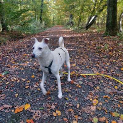 Hundetreffen-Soziale Treffen-Bild