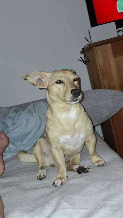 Hundetreffen-Balu sucht neue Spielfreunde& Gassifreunde-Bild