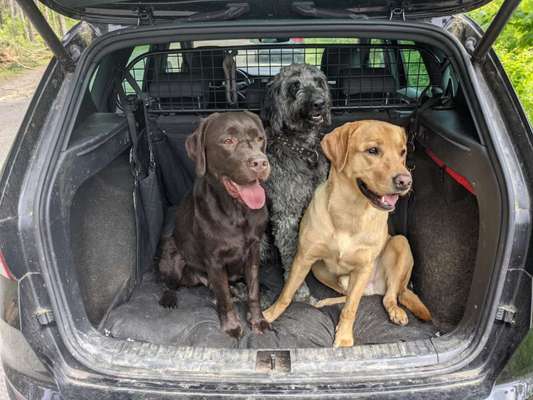 Die Dogorama Wochen Challenge "Friends will be Friends"-Beitrag-Bild