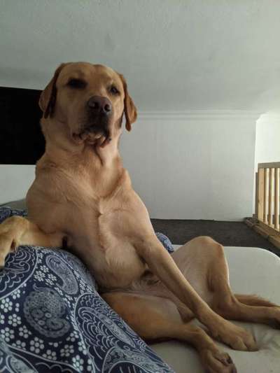 Labradorfans-Beitrag-Bild