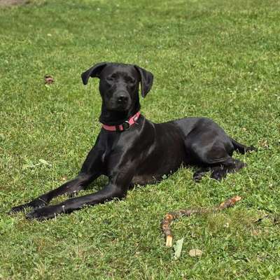 Hundetreffen-Spazieren gehen-Bild
