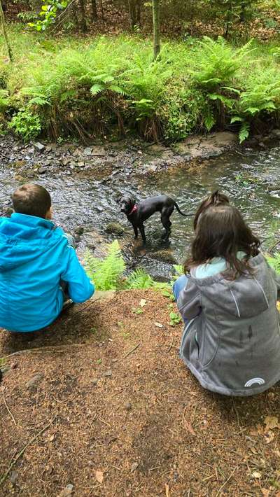 Hundetreffen-Treffen Landkreis Bautzen-Bild