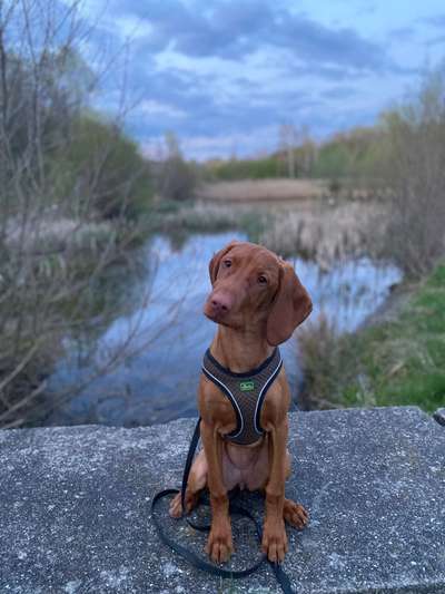 Wie heißt dein Hund?-Beitrag-Bild