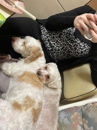 Zeigt mir die lustigsten Schlafpositionen eurer Fellnasen-Beitrag-Bild